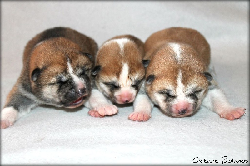 les bébés